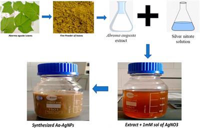 Antibacterial and antibiofilm activity of Abroma augusta stabilized silver (Ag) nanoparticles against drug-resistant clinical pathogens